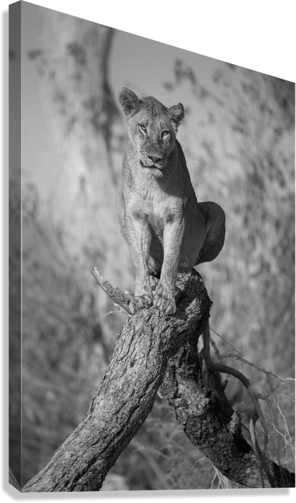 Power Pose Canvas Print