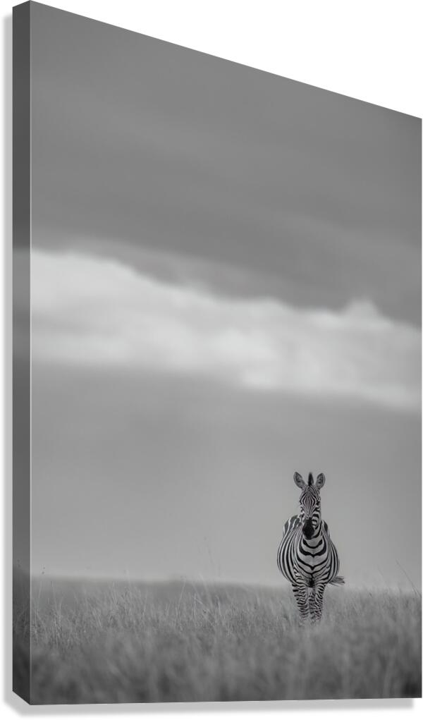 Zebra Zen Canvas Print