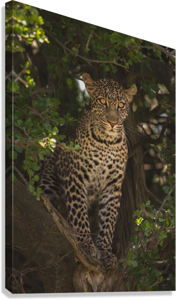Stealth Mode Canvas Print