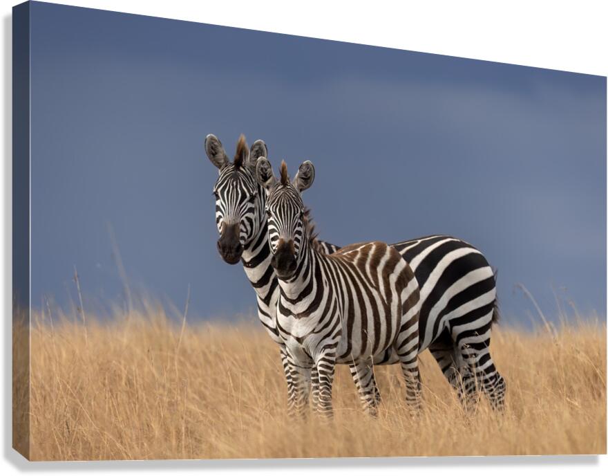 Seeing Double Canvas Print