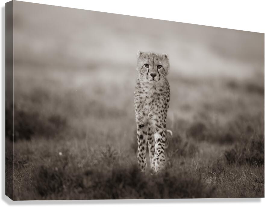 Spotted Elegance 2.0 Canvas Print