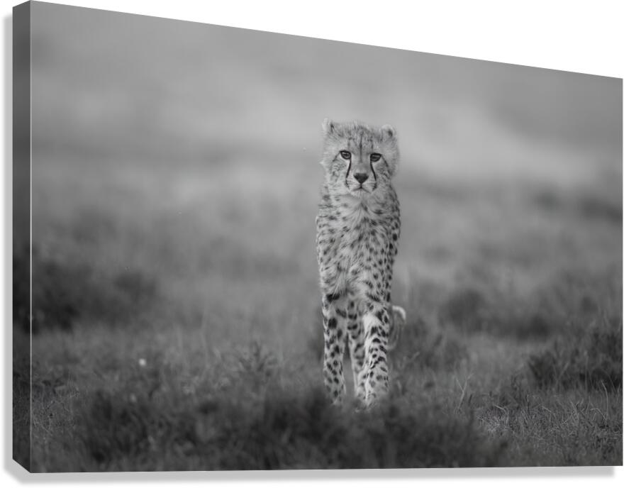 Spotted Elegance Canvas Print
