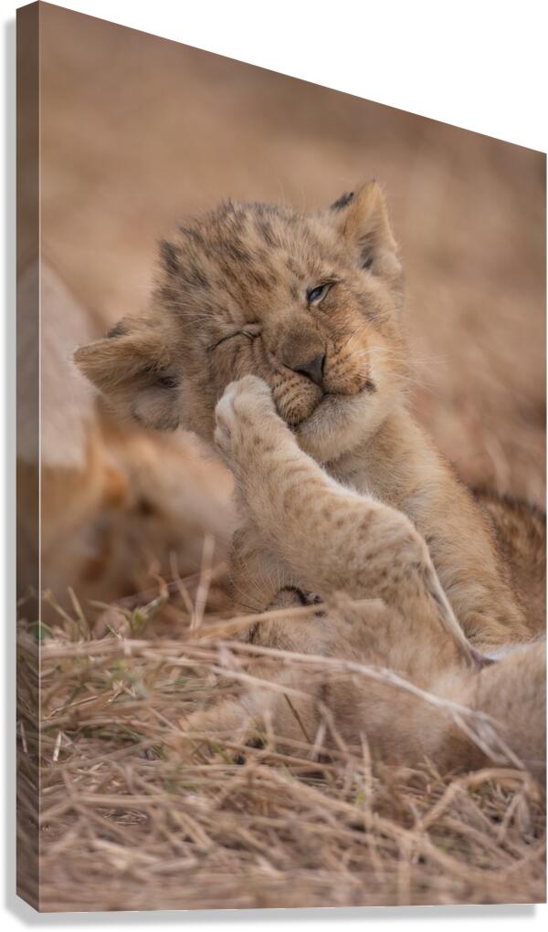 Sibling Rivalry Canvas Print