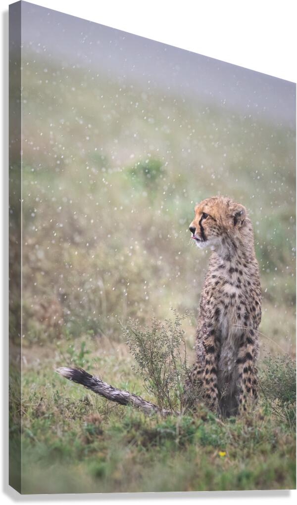  Spotted Shower Canvas Print