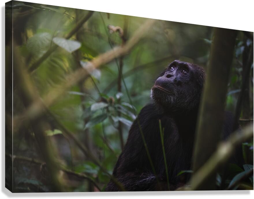 Silent Wisdom Canvas Print