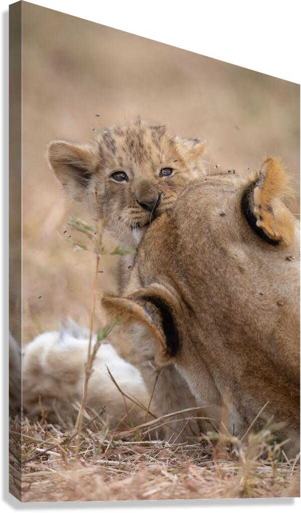 Nap Interrupted  Canvas Print