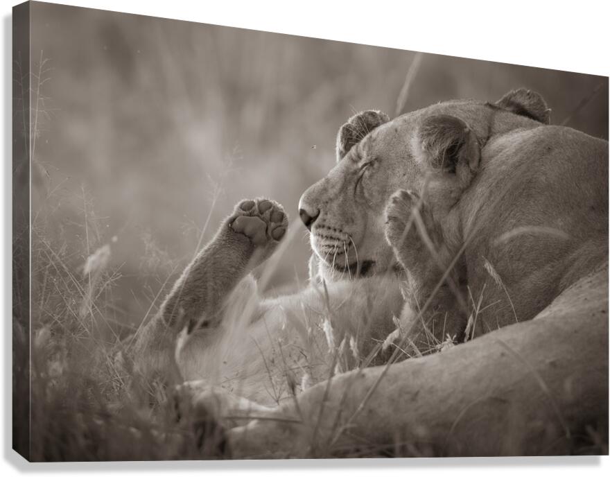 Paws Up   Canvas Print