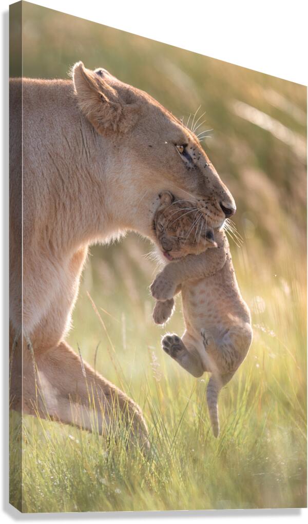 Bite-Sized Love Canvas Print