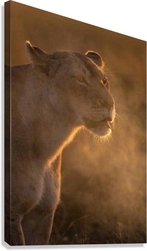 Fierce at First Light Canvas Print
