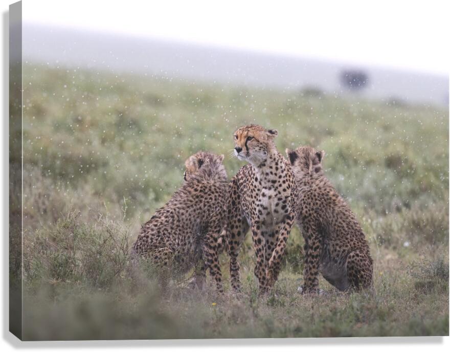 Cheetah Crew Canvas Print