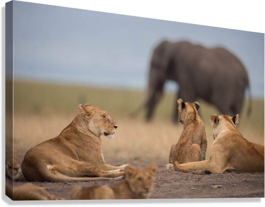Just Passing Through Canvas Print