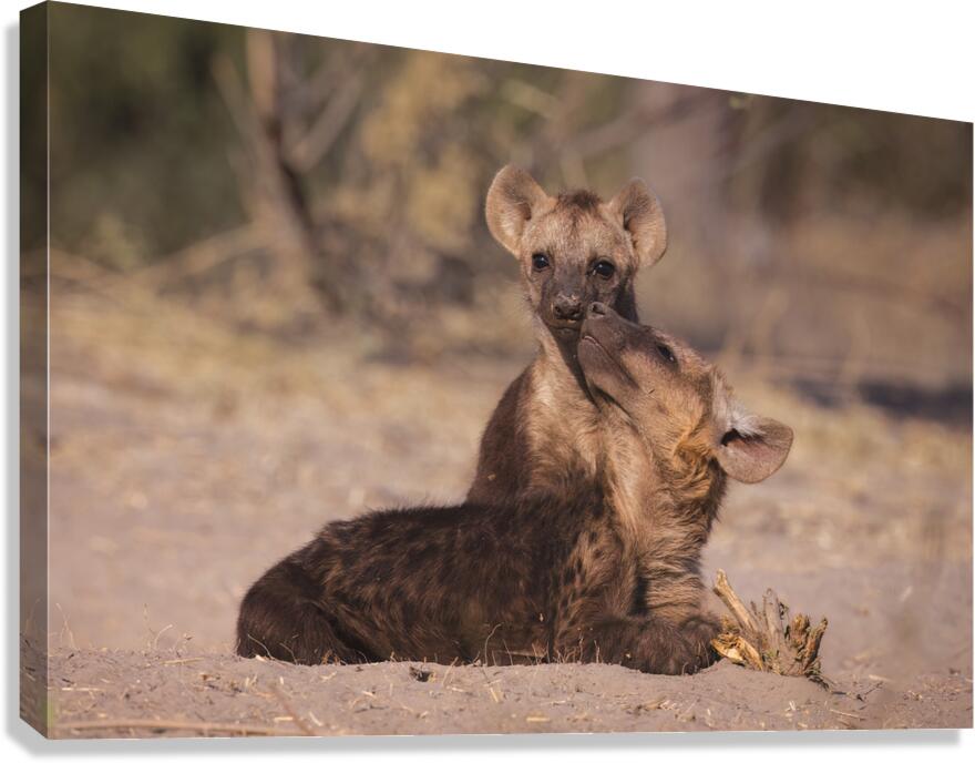 Sandy Snuggles Canvas Print