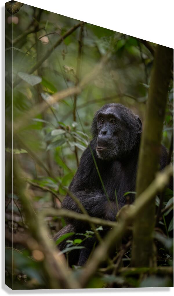 Forest Watcher Canvas Print
