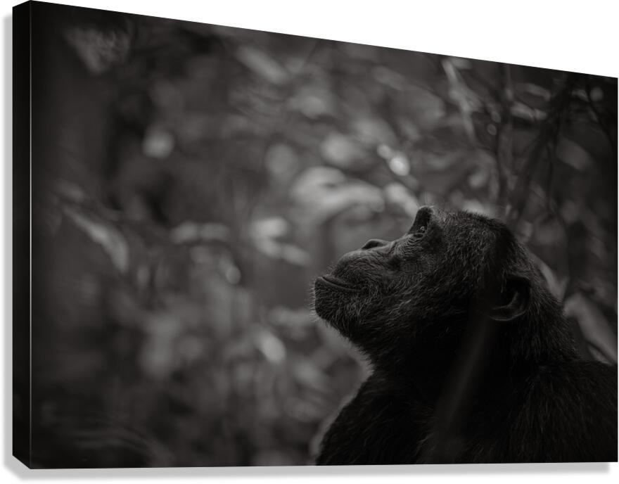 Timeless Thought Canvas Print