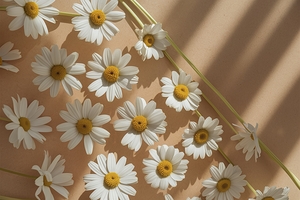 Elegant aesthetic chamomile daisy flowers pattern with sunlight shadows on neutral beige background