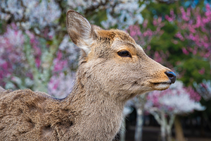 Deer in Bloom - Nara Park Japan