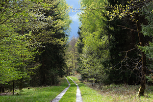 Forest Path in Spring - Schoenbuch Nature Park Germany