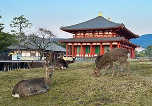 Deer and Ancient Architecture - Heijo Palace Nara Japan