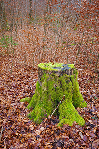 Moss-Covered Stump in Naturpark Schoenbuch Germany