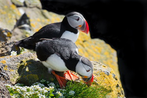 Cute Puffin Couple in Iceland