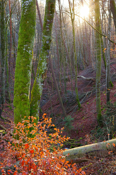 December Glow in Nature Park Schoenbuch Germany by Matthias Hauser