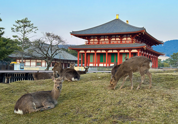 Deer and Ancient Architecture - Heijo Palace Nara Japan by Matthias Hauser