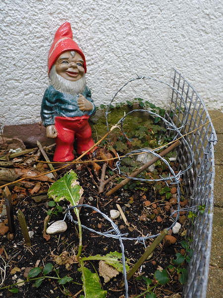 The Guardian Gnome - Barbed Garden Patrol by Matthias Hauser
