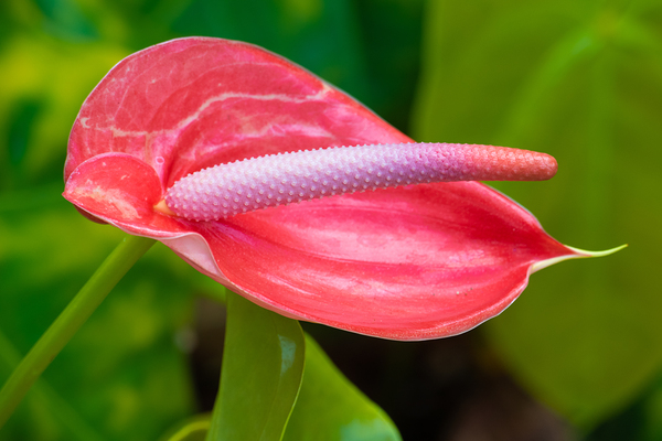 Flamingo Flower in Bloom by Matthias Hauser