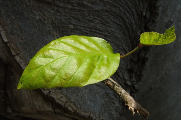 New Leaf - Natures Quiet Resilience by Matthias Hauser