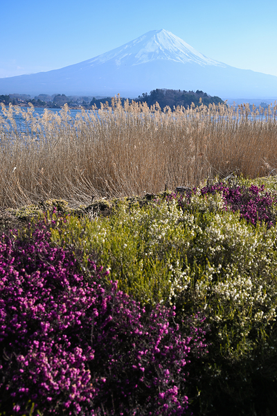 Mount Fuji in Spring - Colors of Kawaguchiko by Matthias Hauser