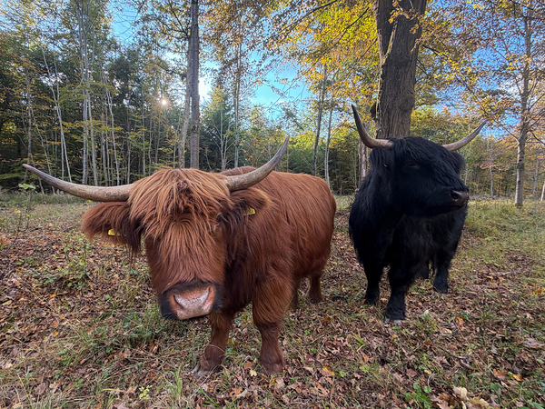 Highland Cows in Naturpark Schoenbuch Germany by Matthias Hauser