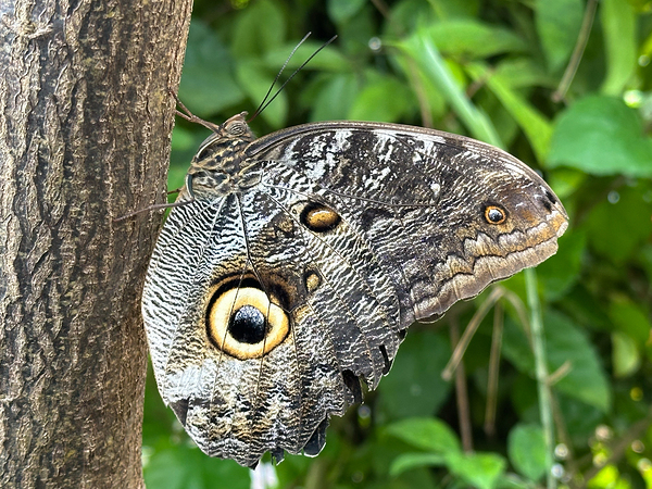 Amazing Owl Butterfly Caligo Species by Matthias Hauser