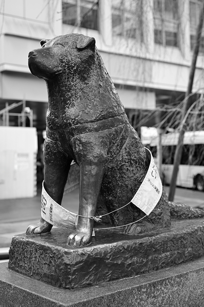 Hachiko - The Loyal Dog of Shibuya Tokyo by Matthias Hauser