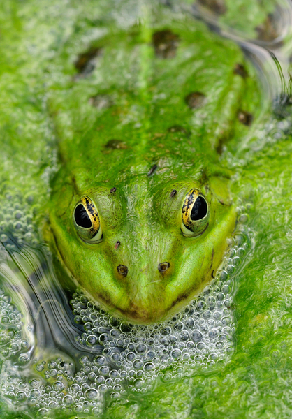 Green Frog Print