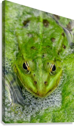 Green Frog Canvas Print