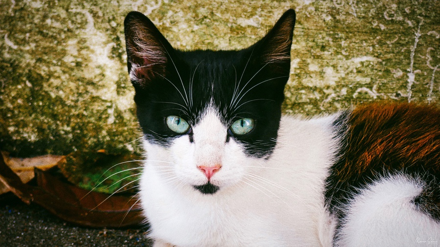 Cute black and white cat looking at camera lens by Marco Sales
