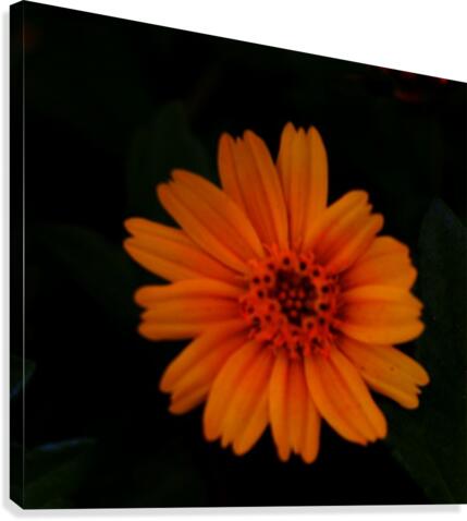 Soft flower Canvas Print