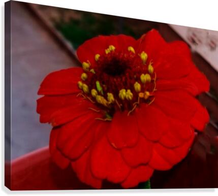 Red Daisy Canvas Print