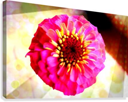 Rainbow daisy Canvas Print