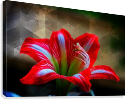Red lily Canvas Print