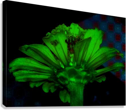 Green daisy Canvas Print