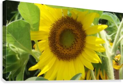 Sunflower Canvas Print
