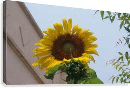 Sunflower1 Canvas Print