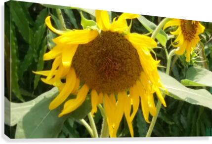 Sunflower2 Canvas Print