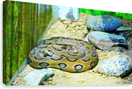 Python Canvas Print