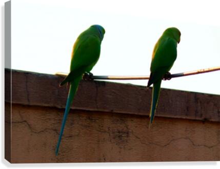 Two friends Canvas Print