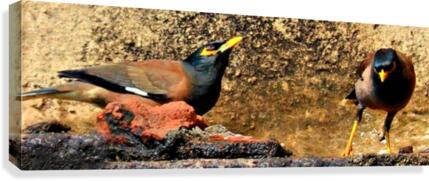 Mynas Canvas Print