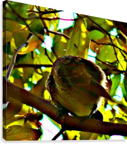Bird 2 Canvas Print