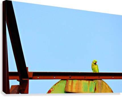Bird 3 Canvas Print