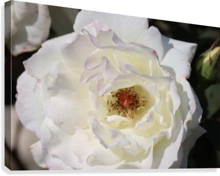 White Rose Canvas Print